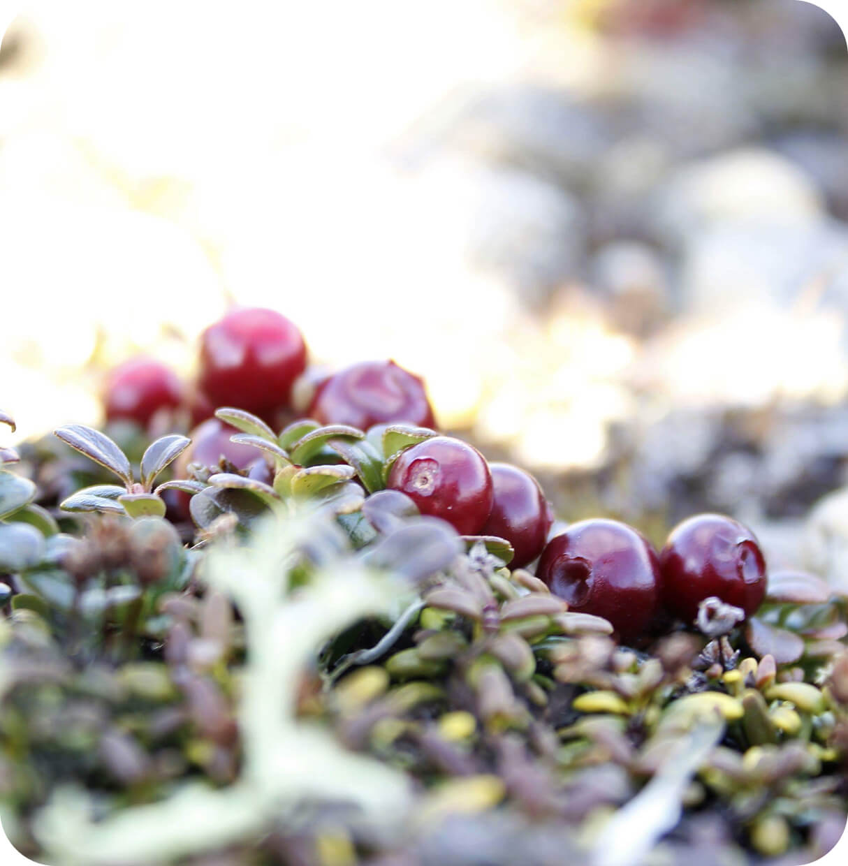 Berries and Traditional Design